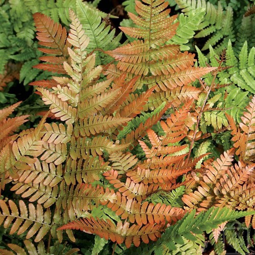 Narecznica czerwonozawijkowa (Dryopteris erythrosora)