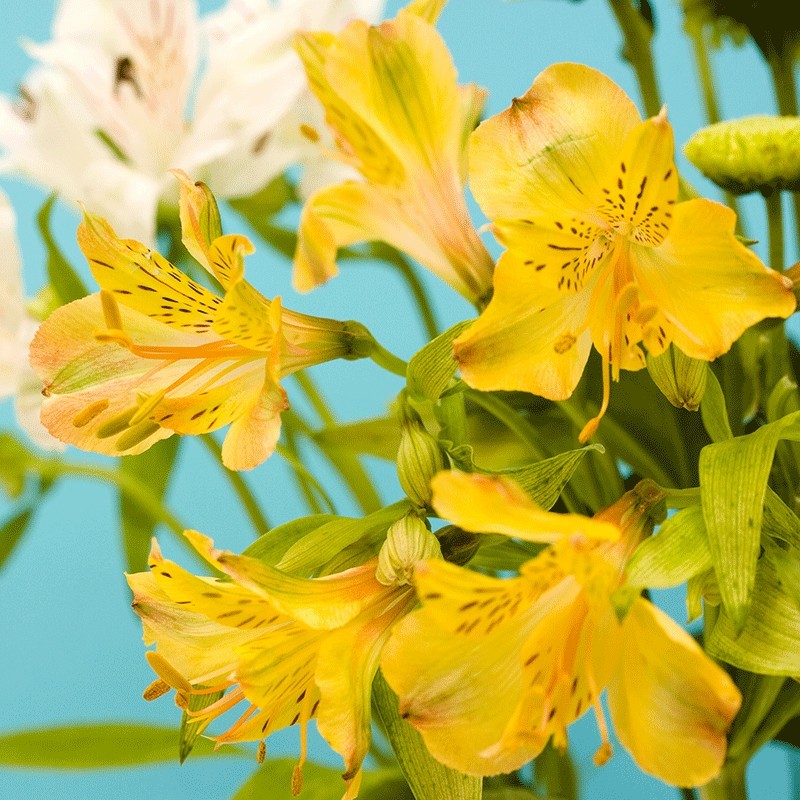 Alstroemeria 'Lutea'