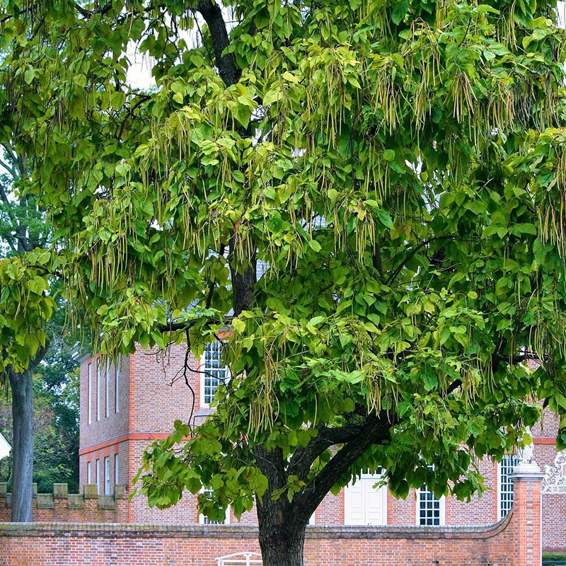 Katalpa zwyczajna - drzewo liściaste