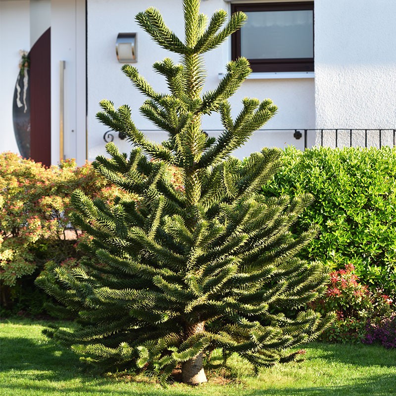 Araucaria/Araukaria chilijska (Araucaria araucana)