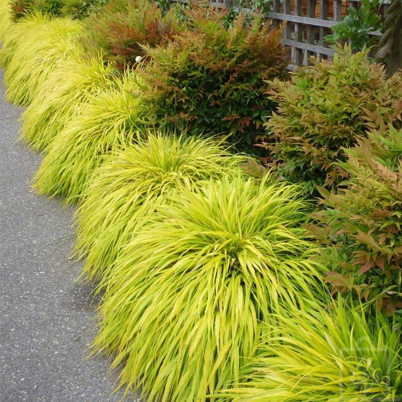 Hakonechloa smukła ‘Stripe It Rich’