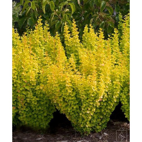 Berberys Thunberga Golden Tower (Berberis...