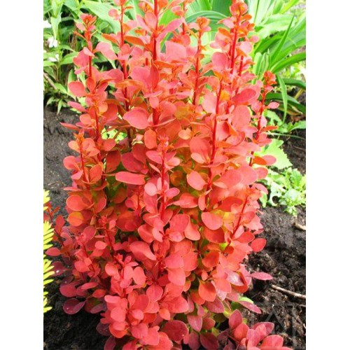 Berberys Thunberga ‘Orange Tower’ (Berberis...