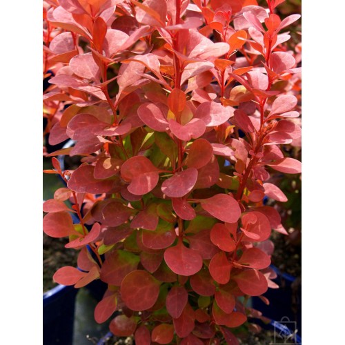 Berberys Thunberga ‘Orange Tower’ (Berberis...