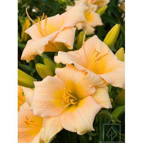 Liliowiec ‘Mini Pearl’ (Hemerocallis)