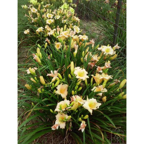 Liliowiec ‘Mini Pearl’ (Hemerocallis)