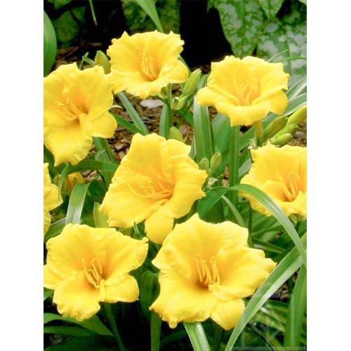 Liliowiec ‘Mini Stella’ (Hemerocallis)