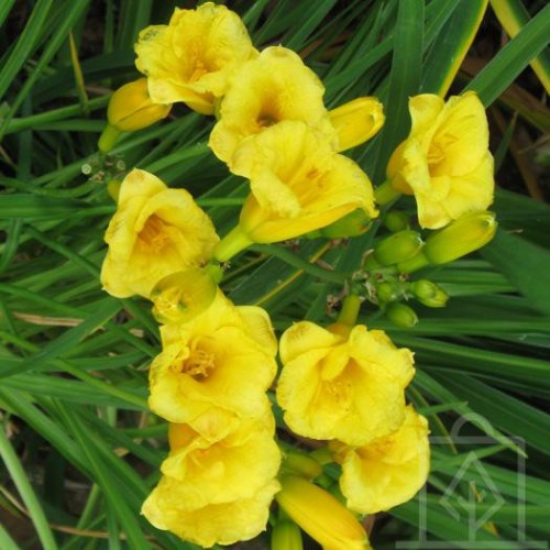 Liliowiec ‘Mini Stella’ (Hemerocallis)