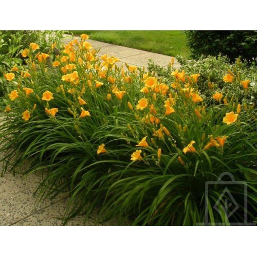 Liliowiec ‘Mini Stella’ (Hemerocallis)
