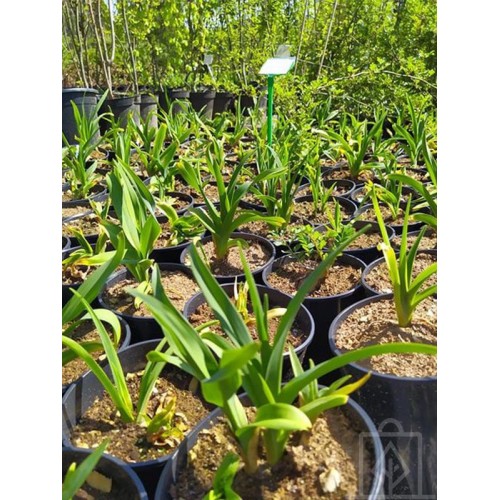 Liliowiec ‘Mini Stella’ (Hemerocallis)