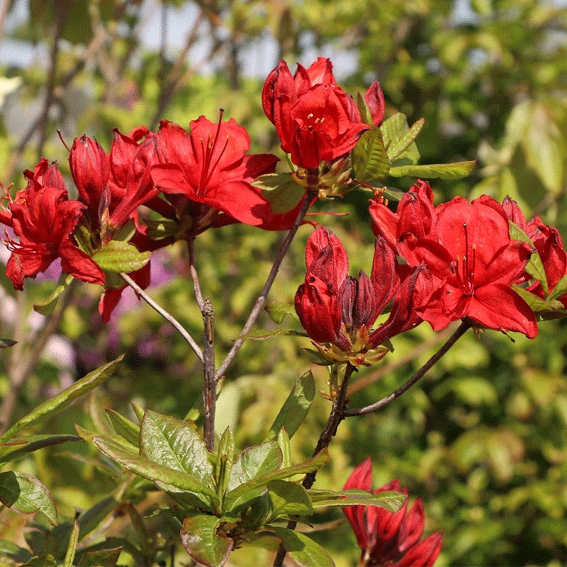 Azalia wielkokwiatowa 'Doloroso'