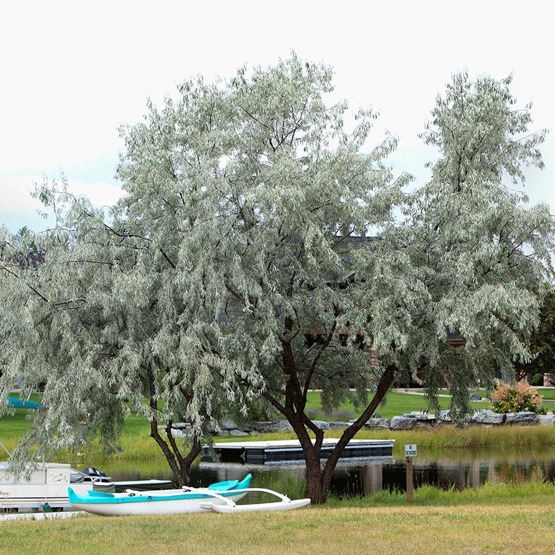 Oliwnik wąskolistny