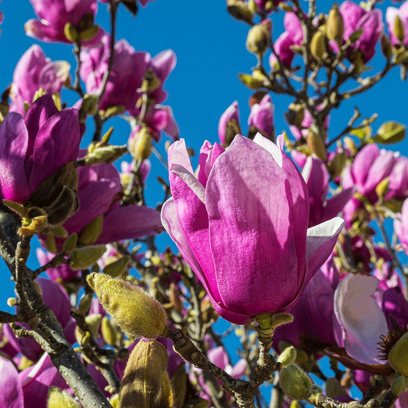 Magnolia 'Shirazz'