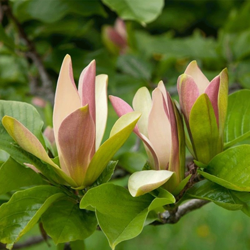 Magnolia 'Woodsman'