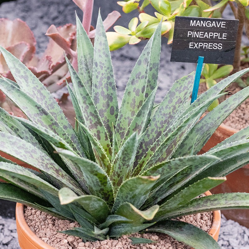 Mangawa 'Pineapple Express'