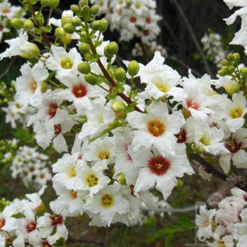Kasztanek jarzębolistny (Xantoceras sorbifolium)