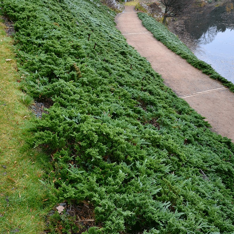 Jałowiec pospolity 'Green Carpet'