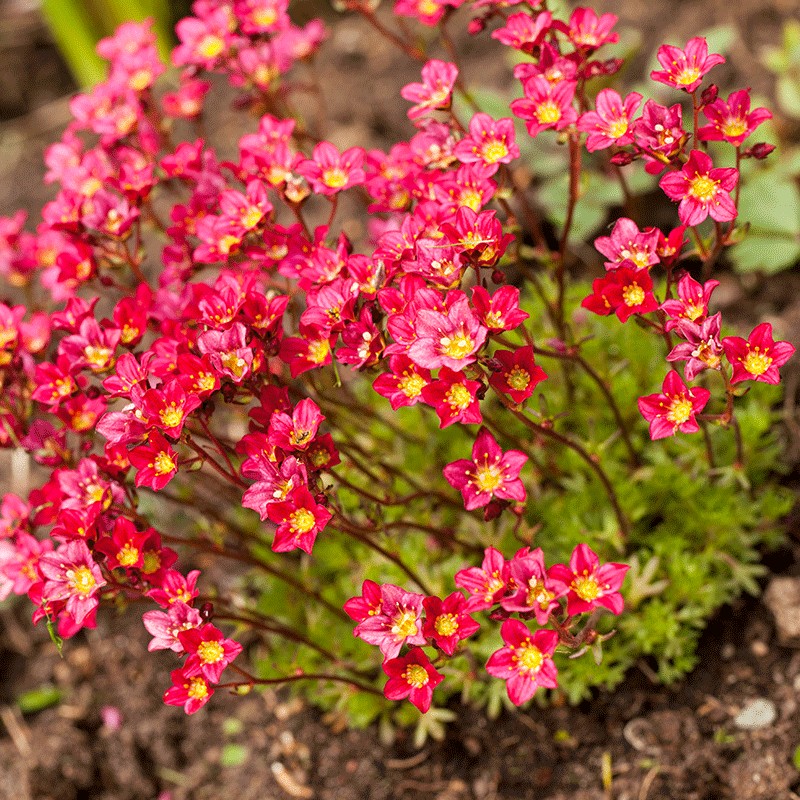 Skalnica Arendsa 'Pixie Pan Red'