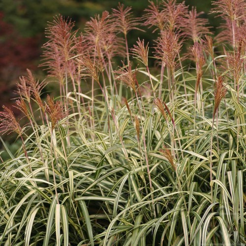 Miskant chiński ‘Cabaret’ (Miscanthus sinensis)