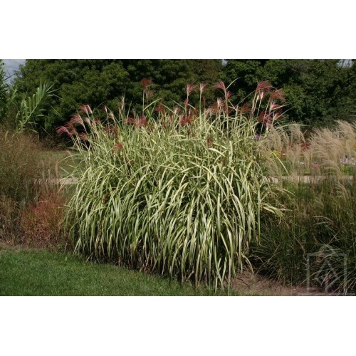 Miskant chiński ‘Cabaret’ (Miscanthus sinensis)