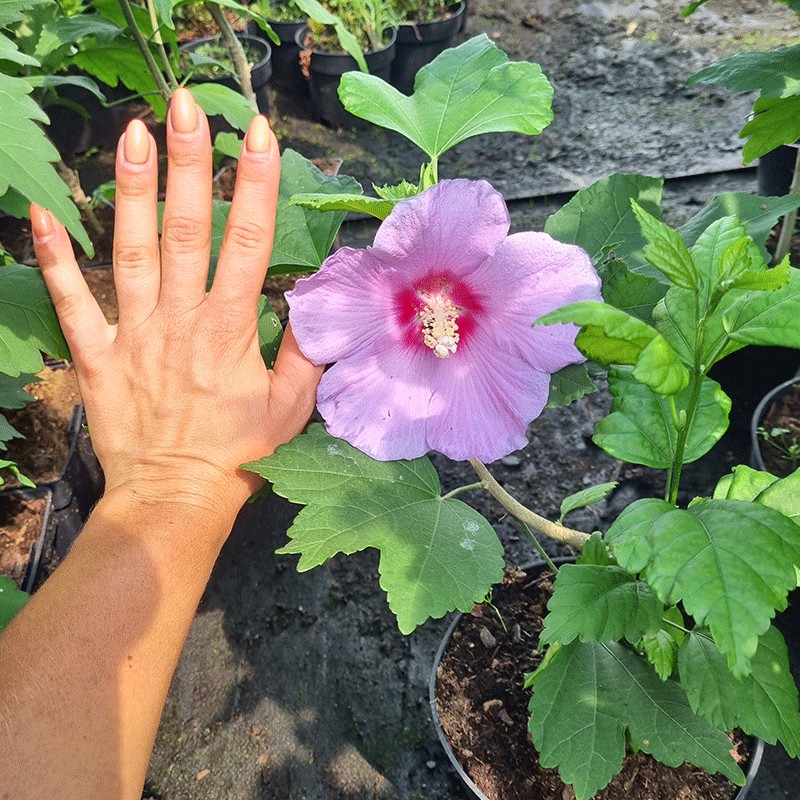 Ketmia syryjska 'Pink Resi'