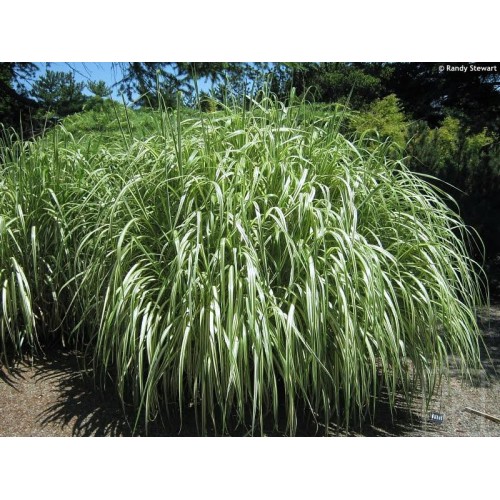 Miskant chiński ‘Cabaret’ (Miscanthus sinensis)