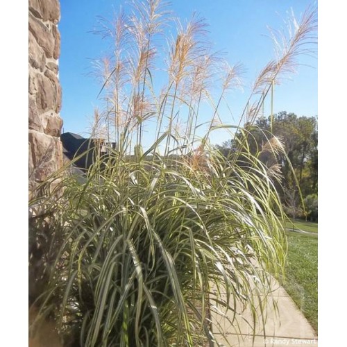 Miskant chiński ‘Cabaret’ (Miscanthus sinensis)