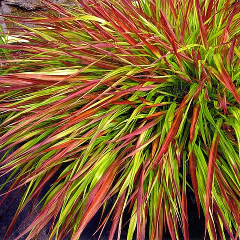 Hakonechloa smukła 'Mulled Wine'