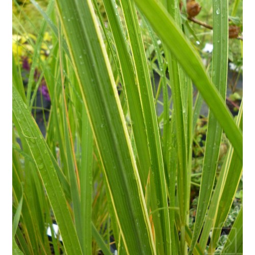 Spartyna grzebieniasta ‘Aureomarginata’ (Spartina pectinata...