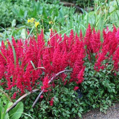 Tawułka Arendsa ‘Fanal’ (Astilbe ×arendsii...