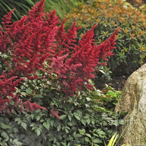 Tawułka Arendsa ‘Fanal’ (Astilbe ×arendsii...