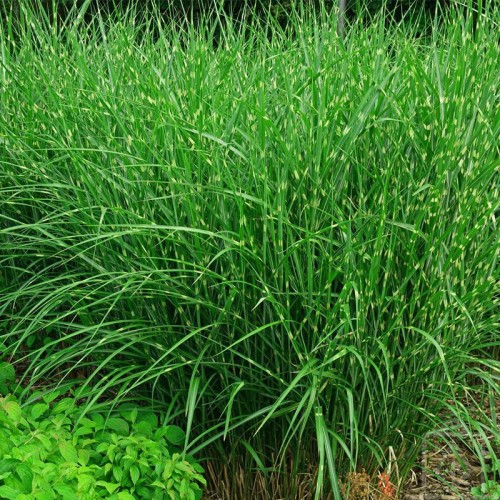 Miskant chiński ‘Strictus’ (Miscanthus sinensis...