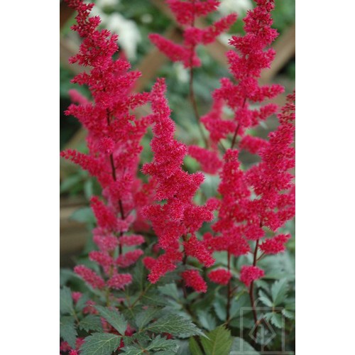 Tawułka Arendsa ‘Fanal’ (Astilbe ×arendsii...