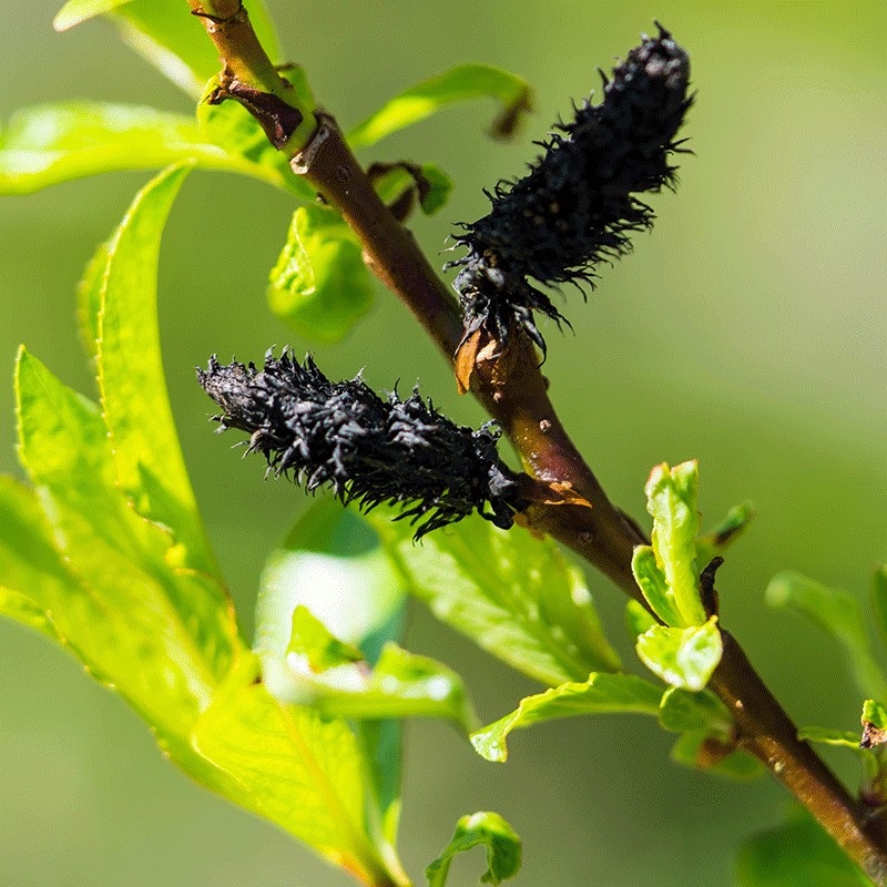 Wierzba smukłoszyjkowa 'Melanostachys'