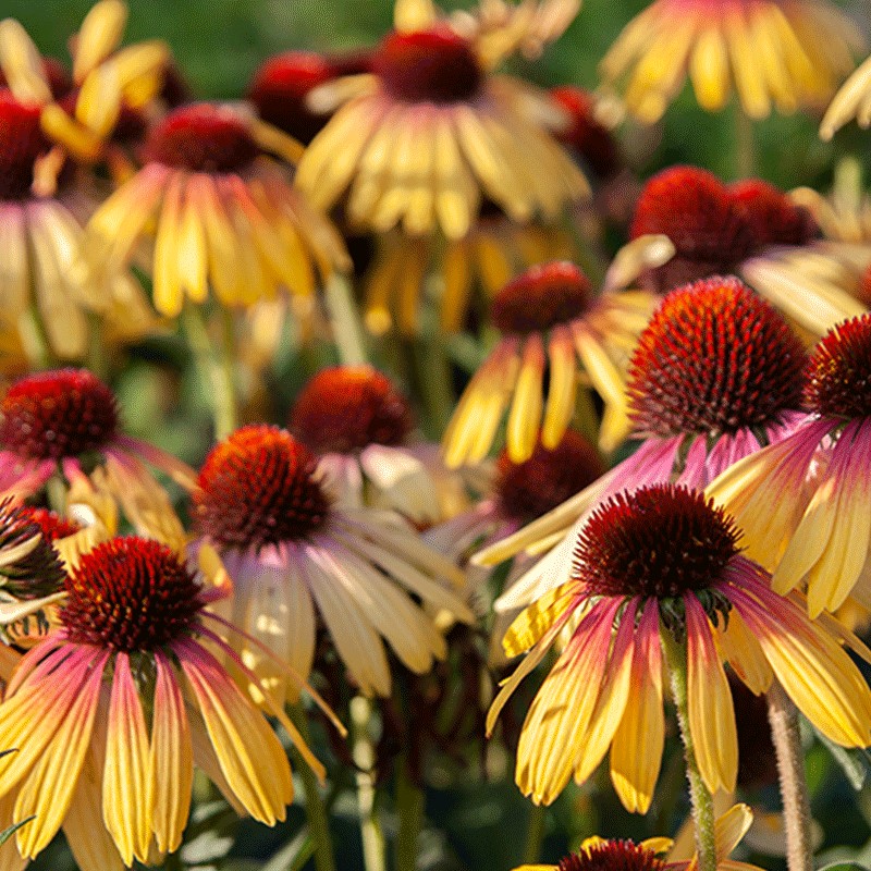 Jeżówka 'Rainbow Yellow'