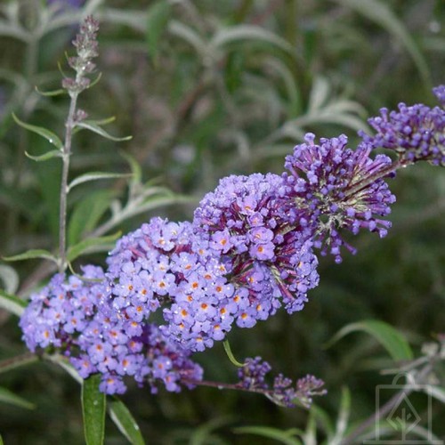 Budleja Dawida ‘Nanho Blue’ (Buddleja...