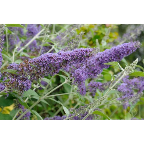 Budleja Dawida ‘Nanho Blue’ (Buddleja...