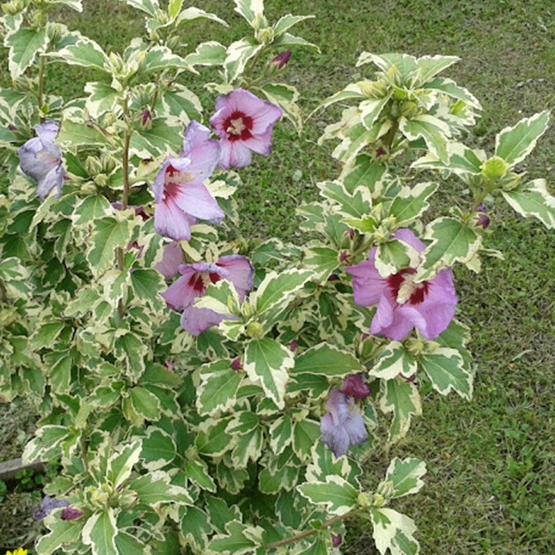dischidia variegata Dischidia Variegated Million Hearts (Dischidia ruscifolia variegata) main image 1