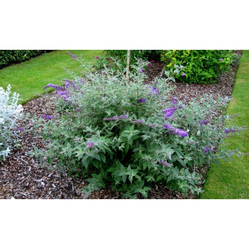 Budleja Dawida ‘Nanho Blue’ (Buddleja...