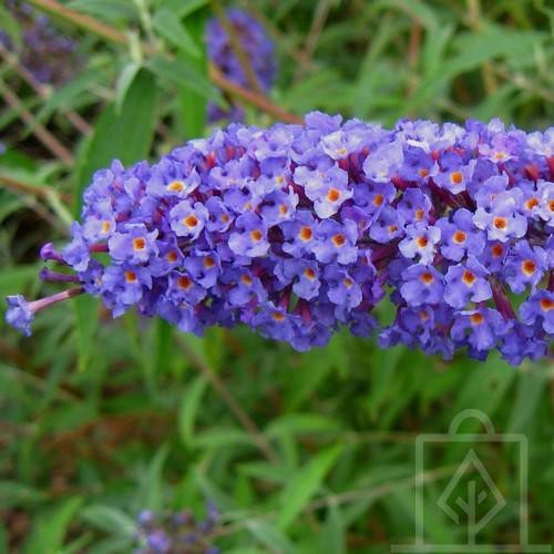 Budleja Dawida ‘Nanho Blue’ (Buddleja...