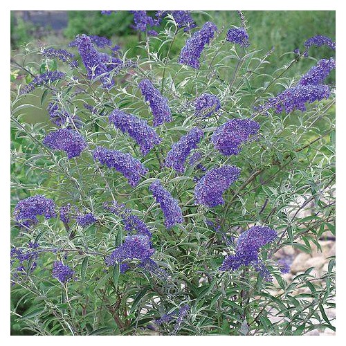 Budleja Dawida ‘Nanho Blue’ (Buddleja...