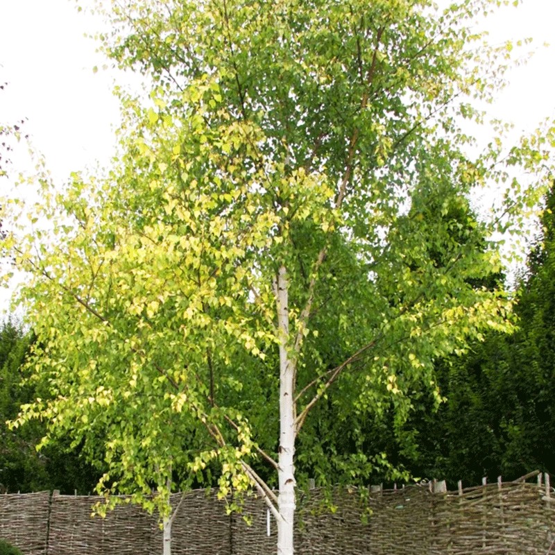 Brzoza brodawkowata 'Golden Obelisk'