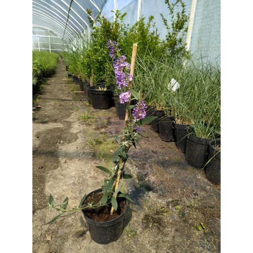 Budleja Dawida ‘Nanho Blue’ (Buddleja...