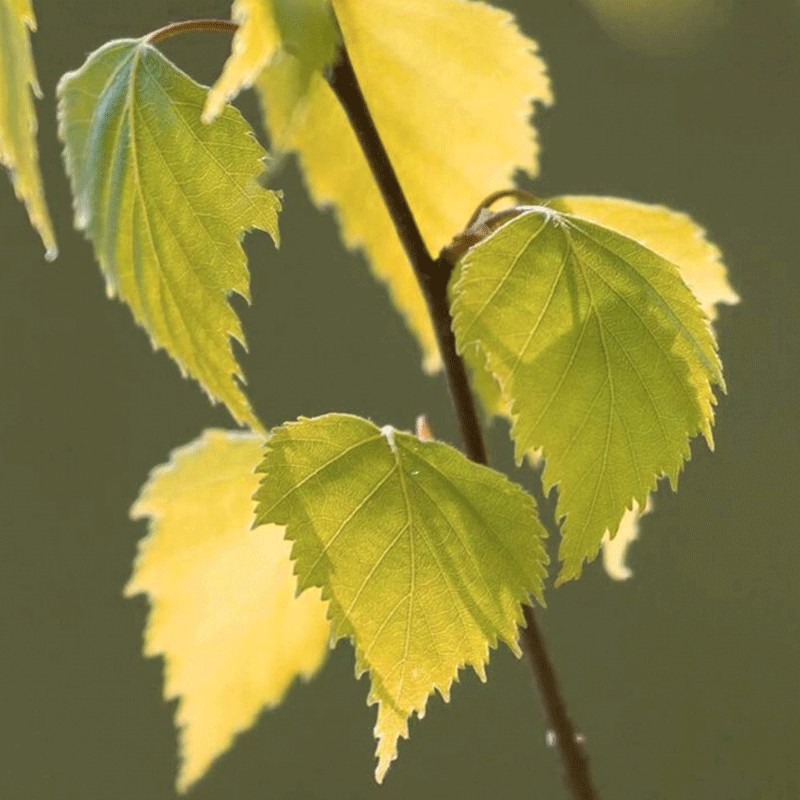 Brzoza brodawkowata 'Golden Obelisk'