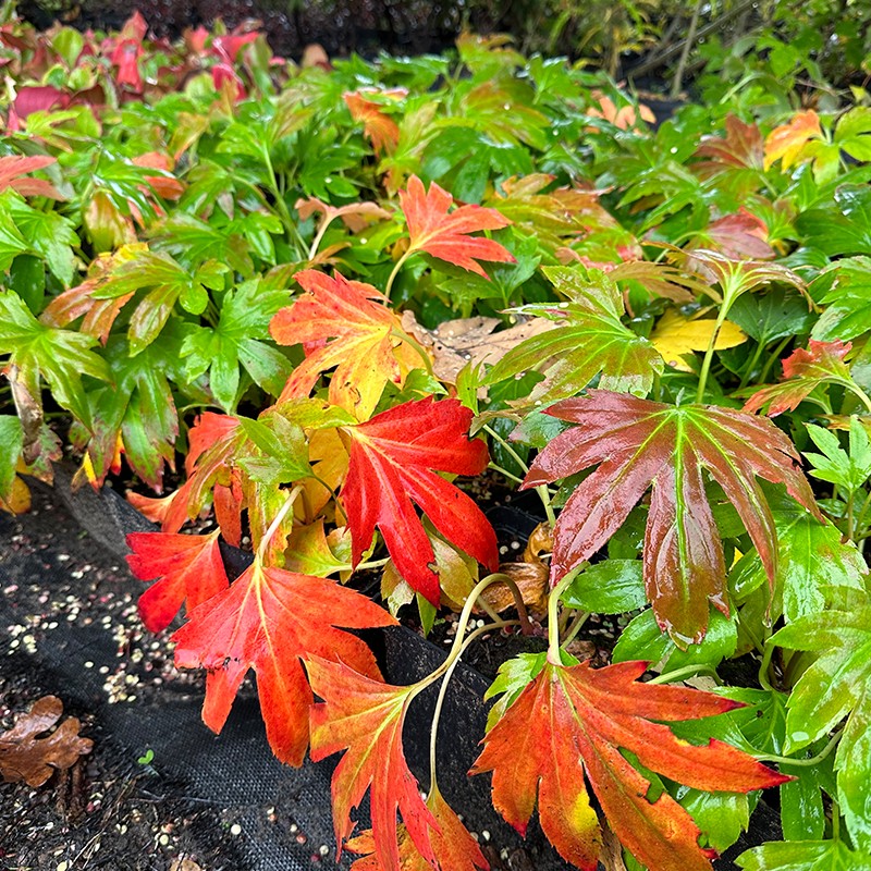 Mukdenia Rossa 'Karasuba'