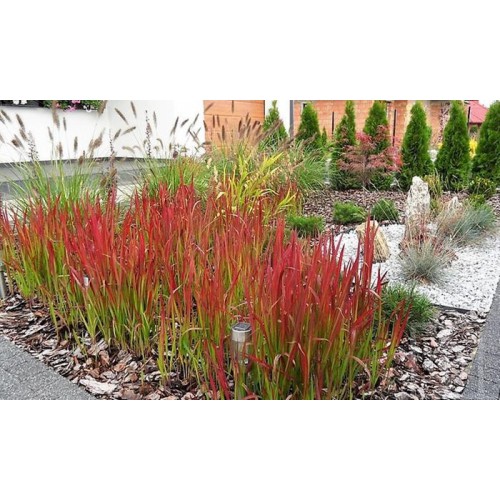 Imperata cylindryczna ‘Red Baron’ (Imperata...