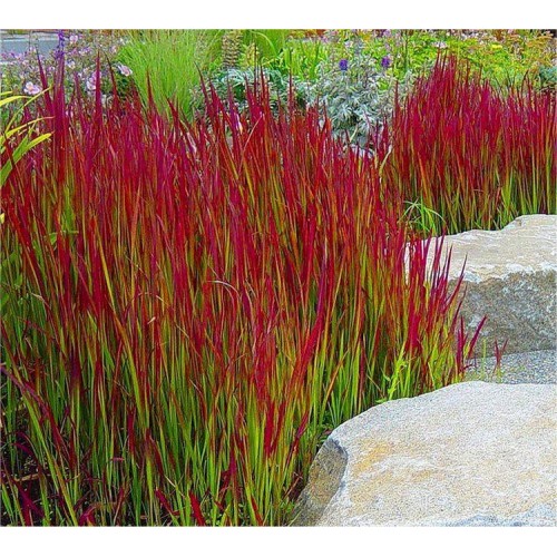 Imperata cylindryczna ‘Red Baron’ (Imperata...