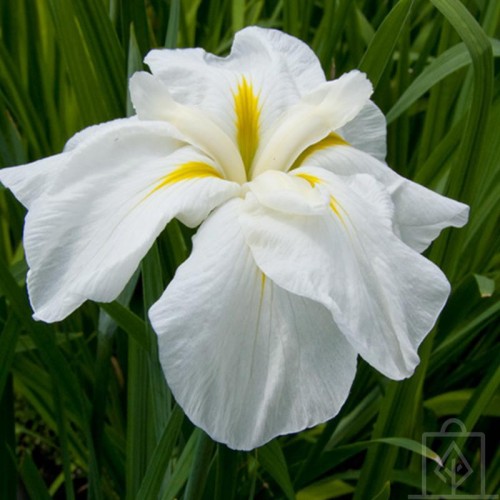 Irys japoński ‘White Lady’ (Iris...