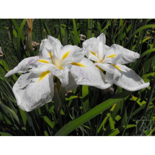 Irys japoński ‘White Lady’ (Iris...