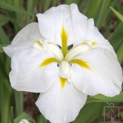 Irys japoński ‘White Lady’ (Iris...